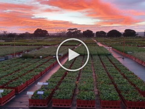 Sunset Plantrite nursery
