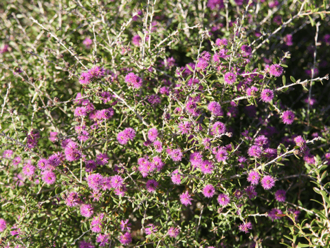 little penta website 2