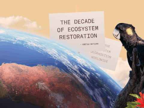 The rise of revegetation and reforestation in Australia