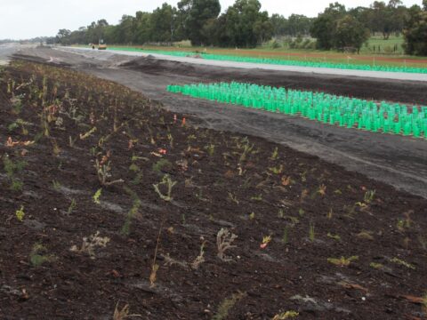 native revegetation policy