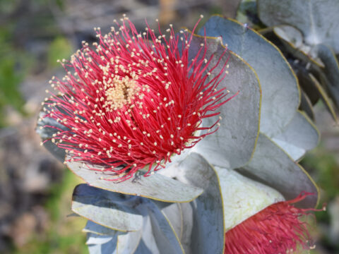 Eucalyptus macrocarpa subsp. macrocarpa (3) EMD