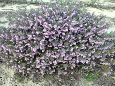 Guichenotia macrantha dwarf