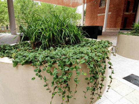 Hibbertia grossulariifolia museum (3)