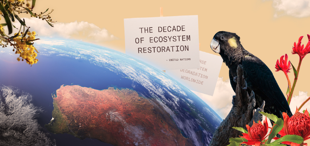 The rise of revegetation and reforestation in Australia